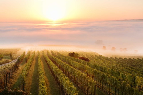 Der erste Herbstnebel sorgt im Traisental für eine ganz besondere Stimmung in den Weingärten. 