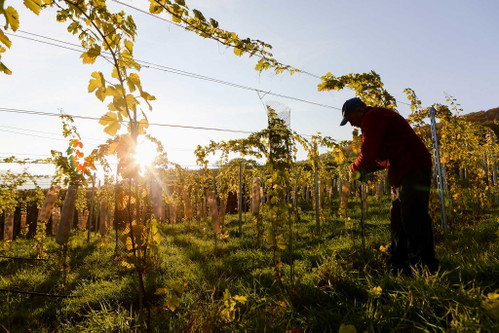 Wer das Winzerhandwerk hautnah erleben möchte, ...