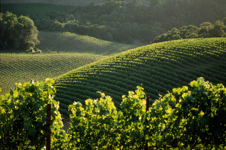Eng bepflanzte Berglagen mit Terrassen, die dem Geländeverlauf exakt folgen, sind typisch für Harlan Estate. Von den 17 Hektar sind 70 Prozent mit Cabernet Sauvignon bestockt, der Rest mit 20 Prozent Merlot, 8 Prozent Cabernet Franc und 2 Prozent Petit Verdot.