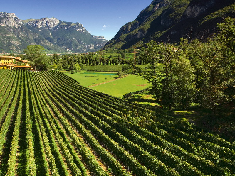Tenuta San Leonardo, Geburtsort eines hervorragenden Rotweins.