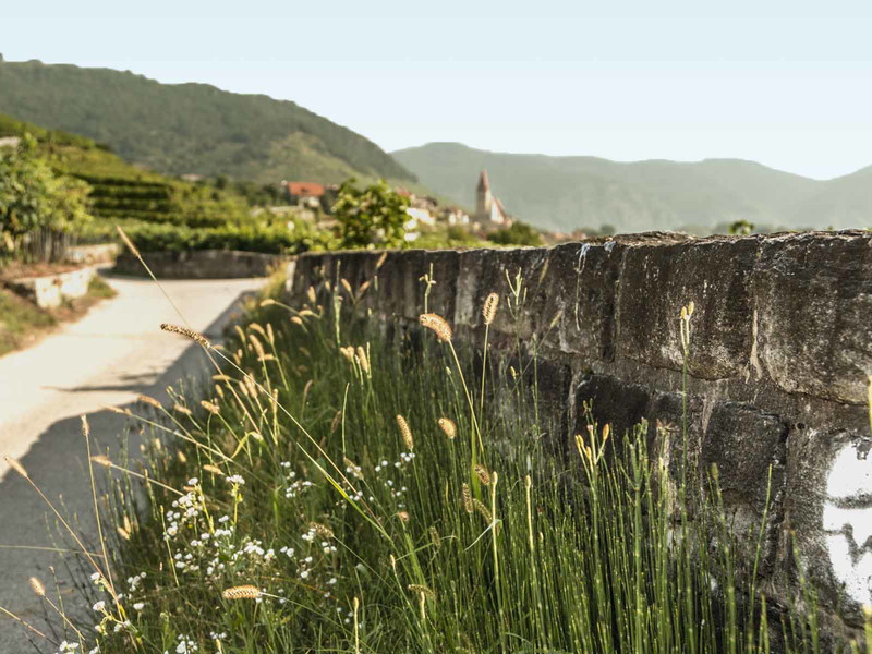 180 Kilometer reines Wandervergnügen: Der Welterbesteig Wachau führt durch Weißenkirchen.