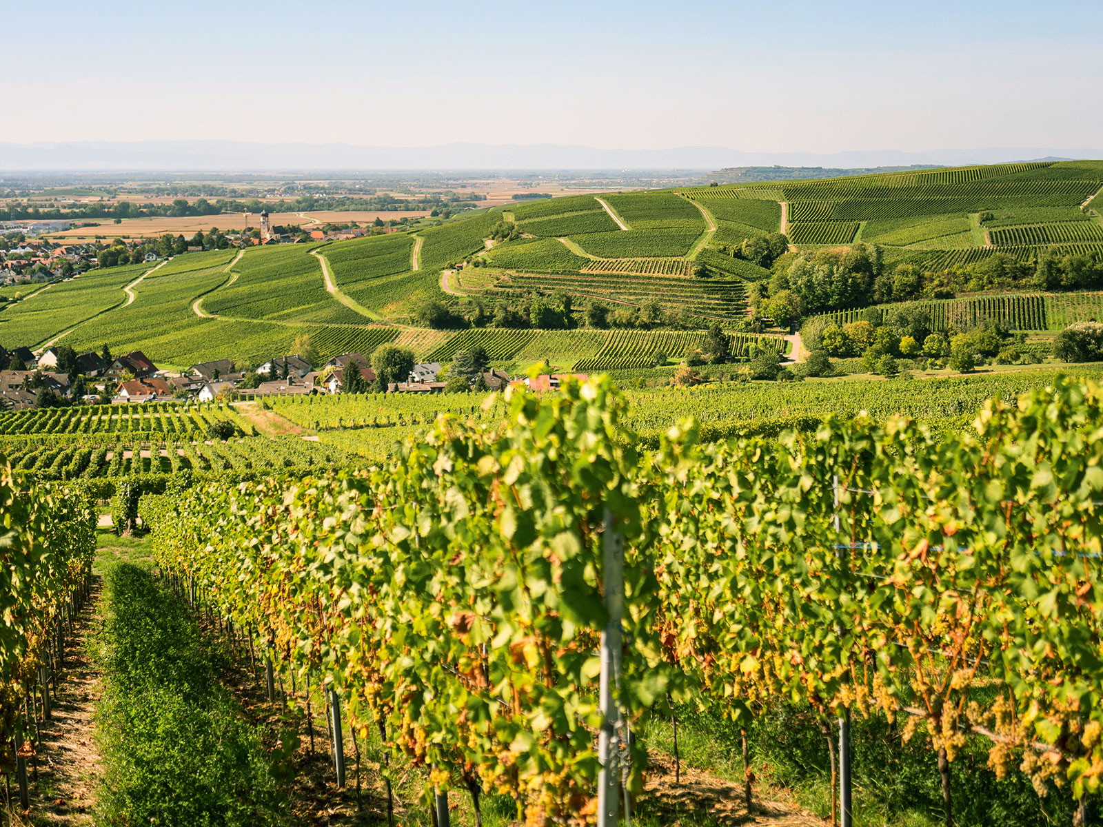 Sanfte Hügel, schmucke Dörfer: Das Markgräflerland zwischen Freiburg und Basel ist eine Hochburg des Genusses.
