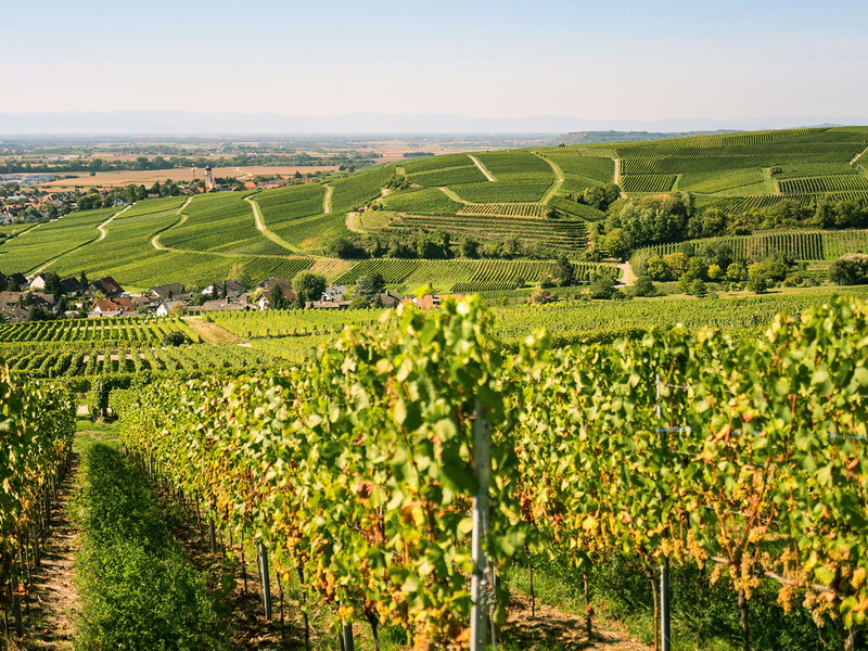 Sanfte Hügel, schmucke Dörfer: Das Markgräflerland zwischen Freiburg und Basel ist eine Hochburg des Genusses.