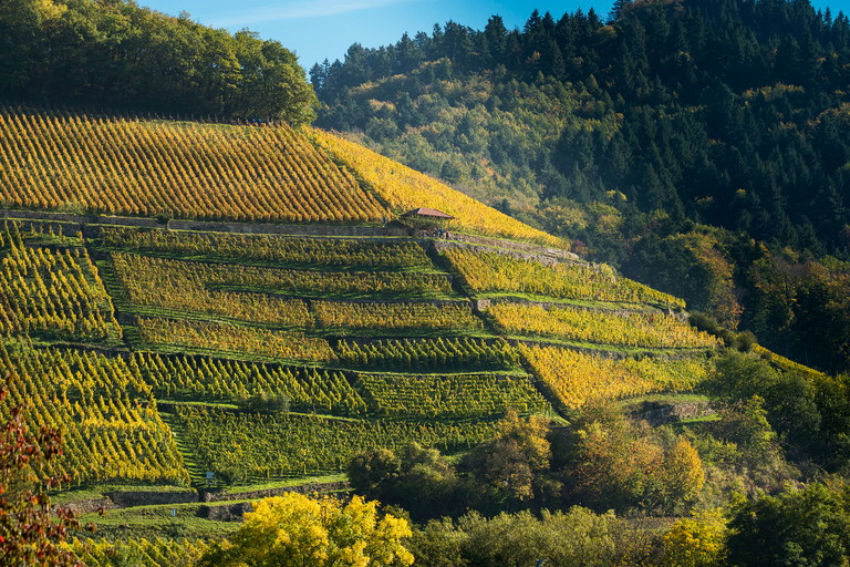 Der Castellberg war einst der Musterweinberg des Markgrafen Karl Friedrich. Heute pflegt Martin Waßmer die Reben.