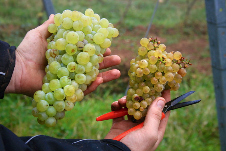 Zum Vergleich: Orleans-Traube (l.), Riesling-Traube (r.).