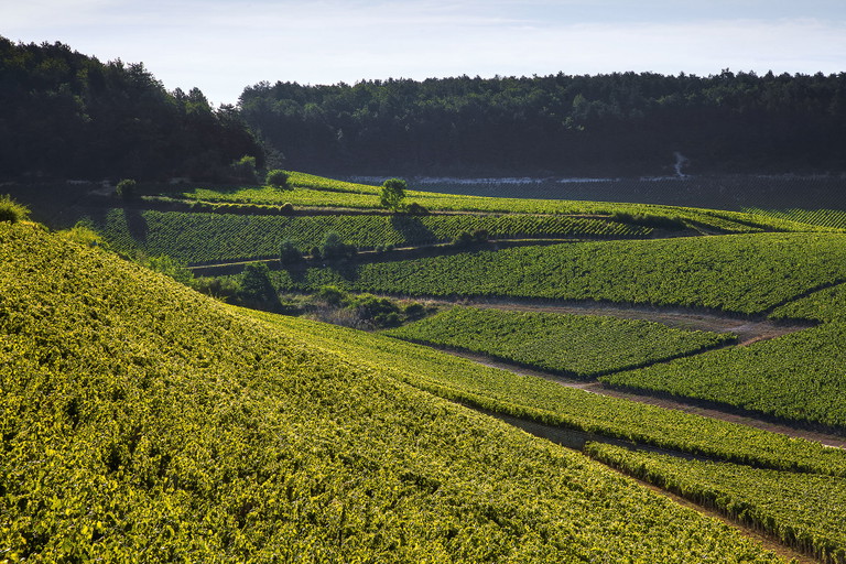 Die Grands Crus von Chablis erheben sich direkt im Norden der Chardonnay-Metropole.