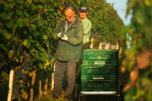 Manchmal Saubohnen im Weinberg, aber immer Bio-Trauben am Stock: Schneider-Pfefferle, Heitersheim.