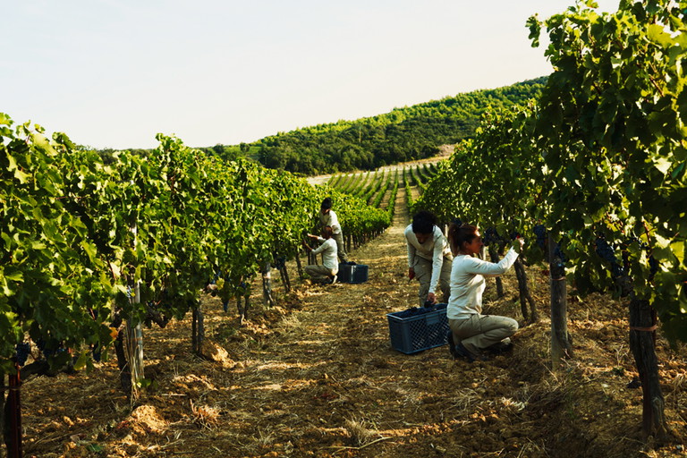 Weinlese auf Masseto