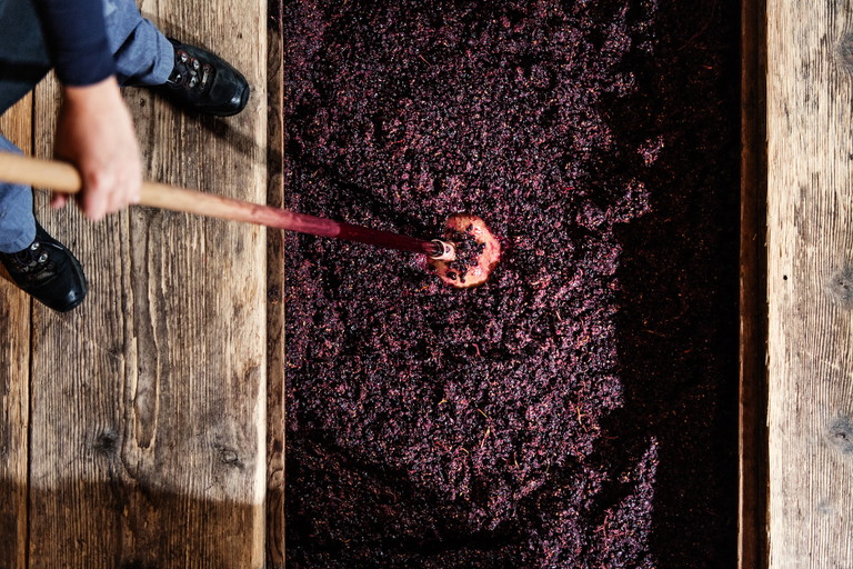 Auf der Domaine des Cèdres der Familie Porret wird die Pinot-Noir-Maische von Hand gestossen.