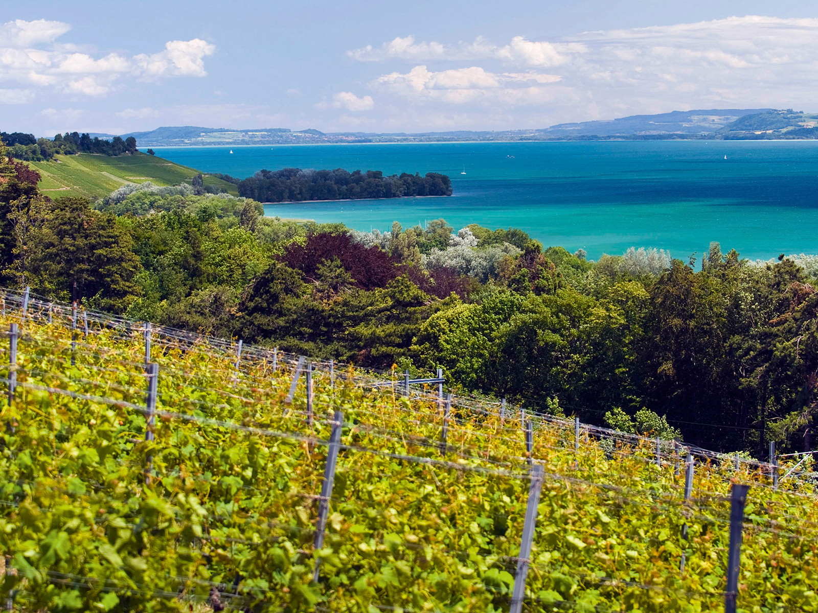 Auf kalkhaltigen Böden gedeihen die roten und weissen Burgundersorten am Neuenburgersee prächtig.