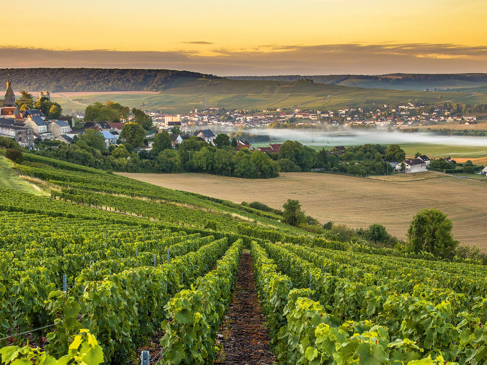 Die Champagne ist das wohl bekannteste Anbaugebiet Frankreichs.