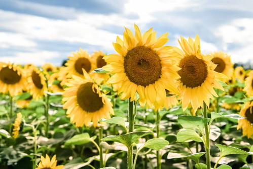 Die unter der Esterházy-Marke Pannatura vermarkteten Bioprodukte wie das Sonnenblumenöl werden vor allem regional verkauft – und seit Kurzem auch über zwei Foodtrucks.