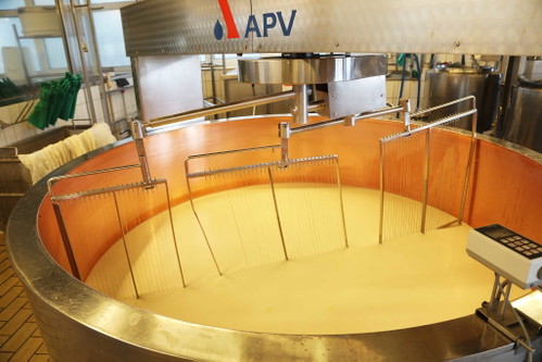 Mit automatischen Käseharfen wird die eindickende Milch geschnitten.