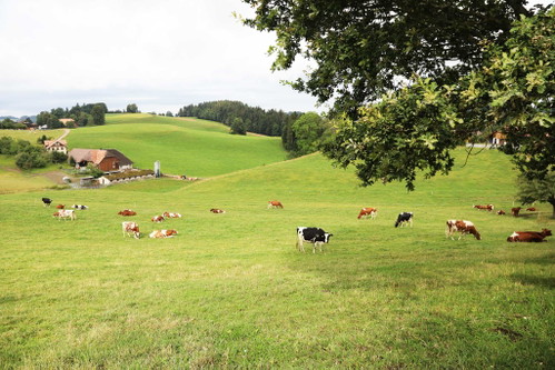 Die Transportwege für die Milch&nbsp;liegen bei maximal 20 Kilometern.