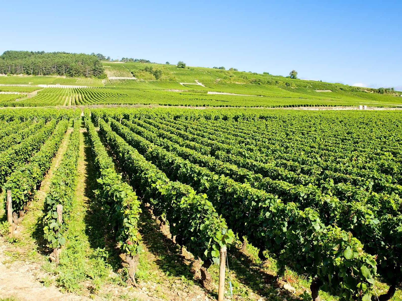 Das Weinbaugebiet Côte de Beaune ist der südliche Teil der Côte d’Or.