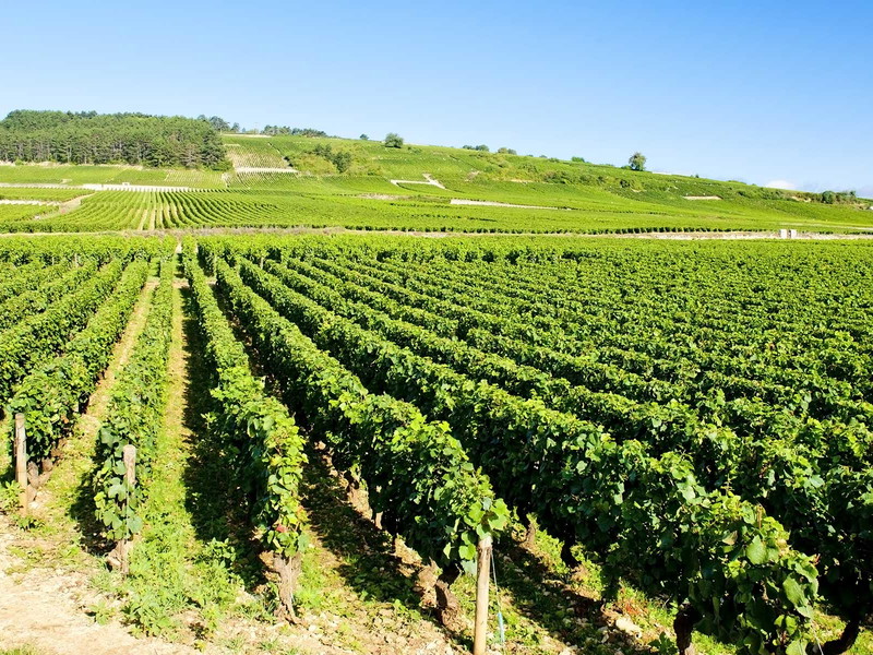 Das Weinbaugebiet Côte de Beaune ist der südliche Teil der Côte d’Or.