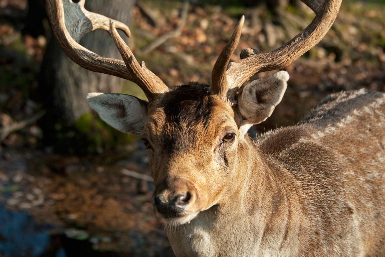 Der Lainzer Tiergarten, einst das Übungsrevier der Habsburger, ist heute Lebensraum für Hirsche, Rehe, Wildschweine und kleinere Wildtiere.