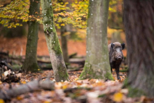 Lanzer Tiergarten: Das einstige, von einer Mauer umgebene Übungsrevier der Habsburger wird von der Stadt Wien verwaltet. Seit 2015 wird der Wildbestand reduziert.
