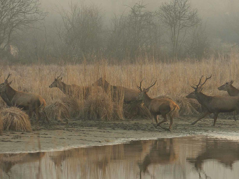Lobau: Im Gebiet der Donauauen befinden sich die Obere und die Untere Lobau. Hier sind die Lobauhirsche beheimatet.