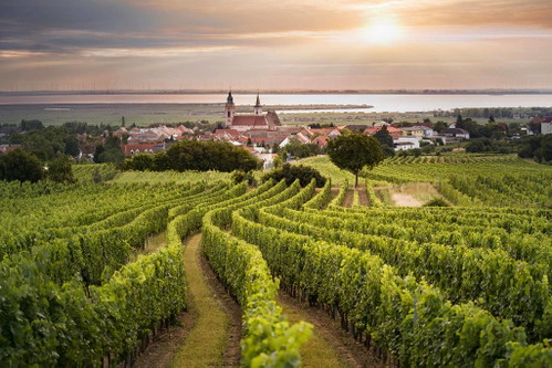 Die sanften Erhebungen im Westen der Freistadt Rust sind ideal für samtige Rote, elegante Weißweine und den raren Ruster Ausbruch.