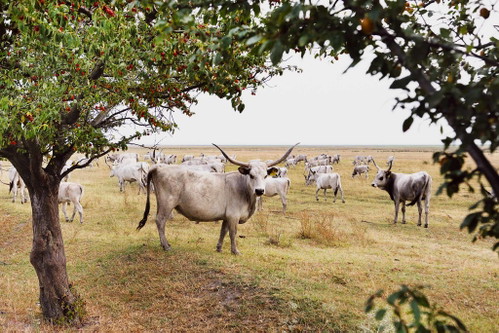 Das Steppenrind wird im Burgenland wieder systematisch gezüchtet und liefert köstliches Fleisch.