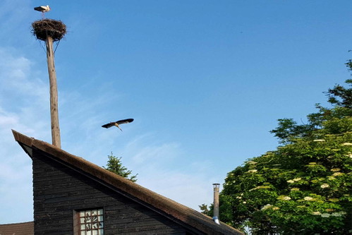 Japanisches Kunstprojekt
2012 erbaut, wird das sogenannte »Storchenhaus« in Raiding seinem Namen durchaus gerecht – schließlich ist das erhabene Storchennest auf dem Dach schon von Weitem erkennbar. Wer möchte, kann in dem experimentellen Miniaturgebäude auch übernachten. Jedoch steht beim »Storchenhaus« weniger der praktische Nutzen, sondern vielmehr der künstlerische Aspekt im Vordergrund: Das Projekt wurde von japanischen Architekten umgesetzt und soll damit vor allem den kulturellen Austausch zwischen Österreich und Japan fördern.
raidingfoundation.org
