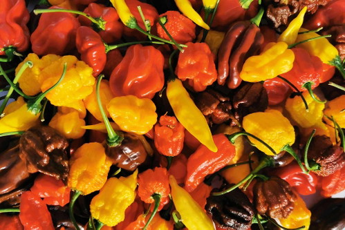 2. Tschida Chili Die vielfältigen Chili-Produkte der Familie Tschida sind in zehn Schärfegrade unterteilt.