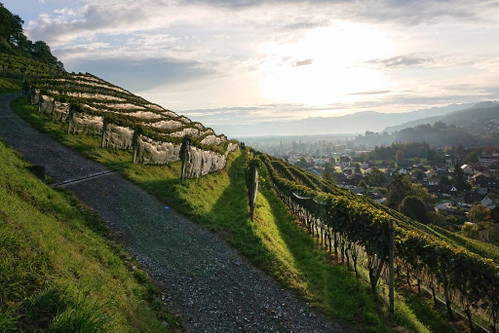 Weingut am Steinig Tisch – Roman Rutishauser