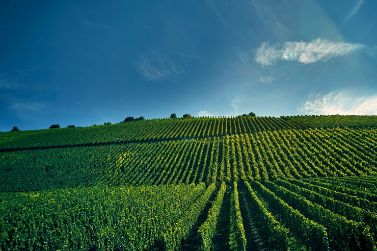 In den Steilhängen von Randersacker vor den Toren Würzburgs gelangen die Silvanertrauben für Experimente wie »Pure Grapes« bis zur perfekten Reife.