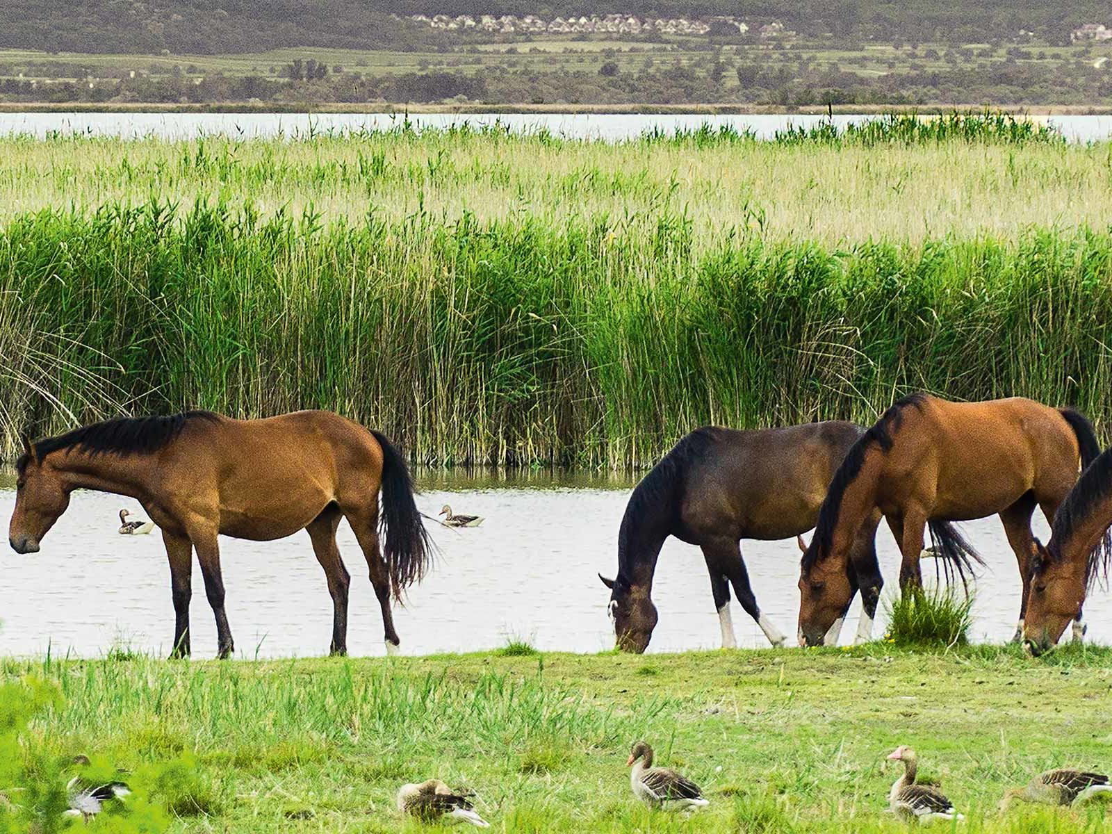 Der Nationalpark Neusiedler See – Seewinkel ist die Heimat vieler&nbsp;verschiedener Tiere. Neben Pferden und Enten leben hier auch 350 Vogelarten.