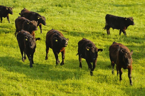 Tierisch gut
Zwischen den Orten Heugraben, Eisenhüttl und Rohr liegt das Naturschutzgebiet Auwiesen Zickenbachtal. Das 42 Hektar umfassende sogenannte Niedermoor ist das größte im pannonischen Raum. Auf den dortigen Wiesen leben die Moorochsen, die teilweise von den Rassen Galloway oder Aberdeen Angus abstammen. Da sie sich ausschließlich von natürlichen, ungedüngten Gräsern und Kräutern ernähren, ist ihr Fleisch zart, feinfaserig und von hervorragendem Geschmack.
moor.co.at