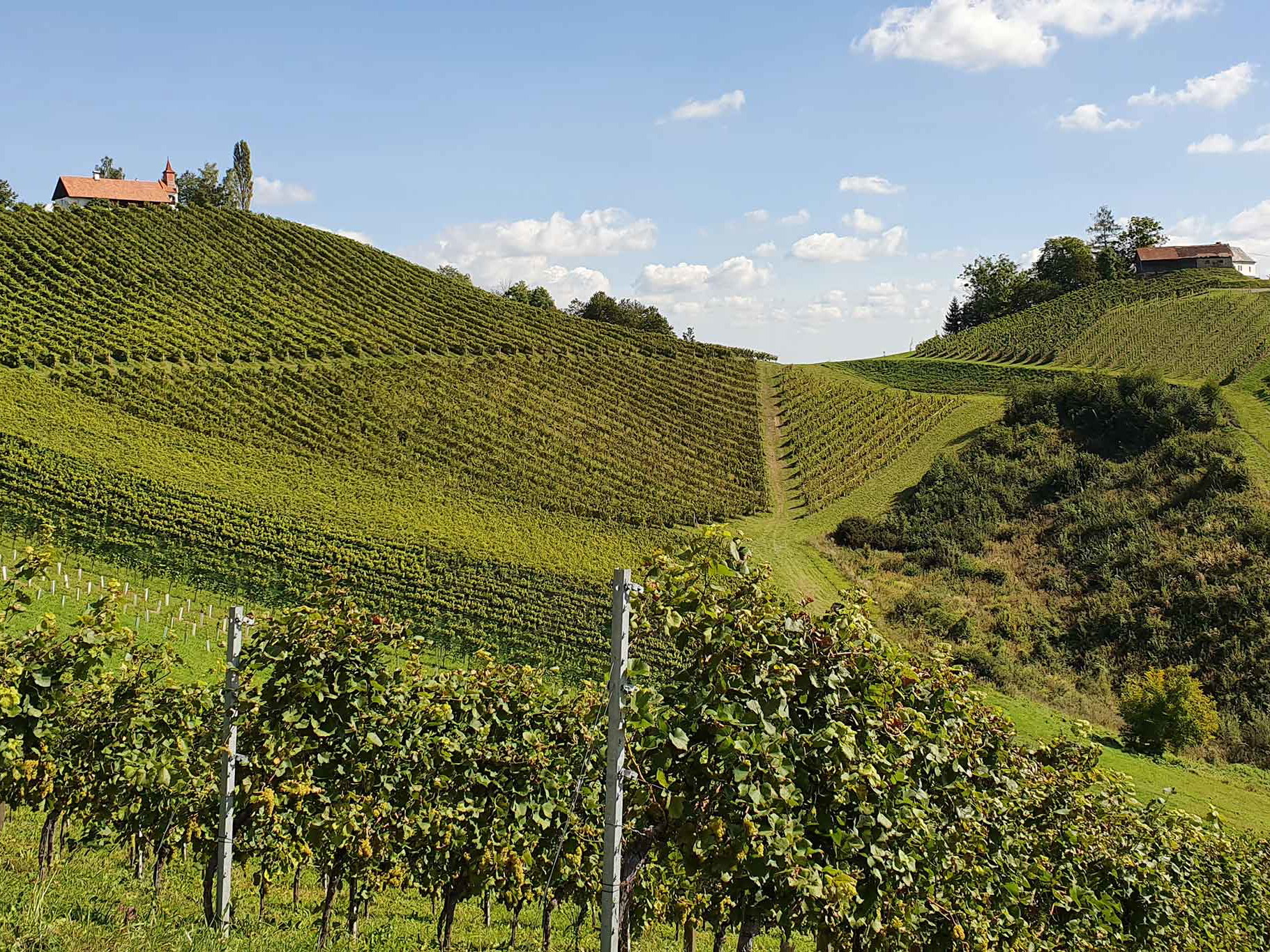 Weingärten in der Südsteiermark.
