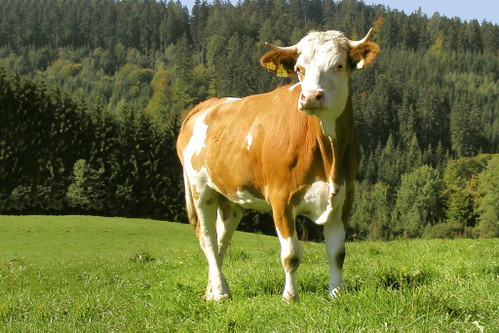 Tierwohl und Umweltverträglichkeit, kurze Transportwege und Verzicht auf Gentechnik sind die Grundpfeiler der österreichischen Lebensmittelproduktion.
