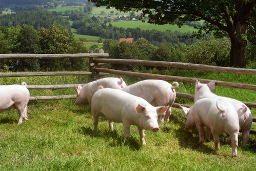 In Österreich wird mehr Rind- und Schweinefleisch, Milch und Käse produziert, als wir verbrauchen.