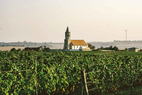 »Angesichts der Erderwärmung wird der Syrah bei uns auch in Zukunft ein Fixstarter im Topsegment sein.« Peter Artner, Höflein