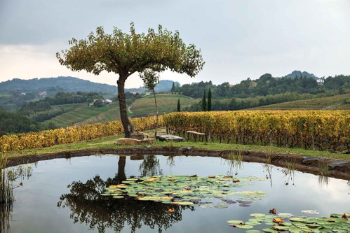 In seinen Weinbergen liess Joško Gravner Teiche anlegen – ideal für Mücken. Diese sind wiederum Nahrungsgrundlage für die Vögel.