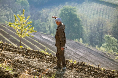«Weinberge brauchen Leben. Tiere wie Mücken und Vögel sorgen für Lebendigkeit. Diese Energie spürt man auch im Wein.» Joško Gravner