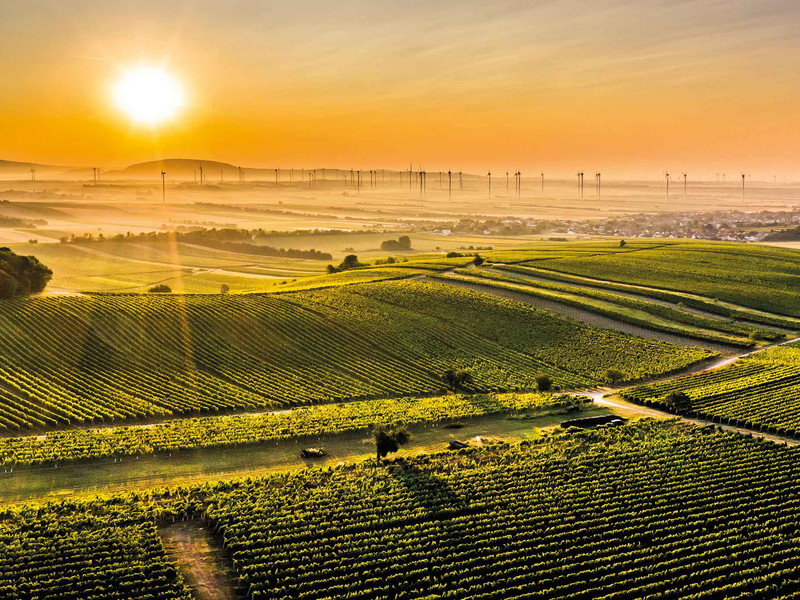Die nach Süden orientierten Hänge in Carnuntum bieten dem Syrah ideale Bedingungen. Die Windräder im Hintergrund schlagen dazu den Takt.