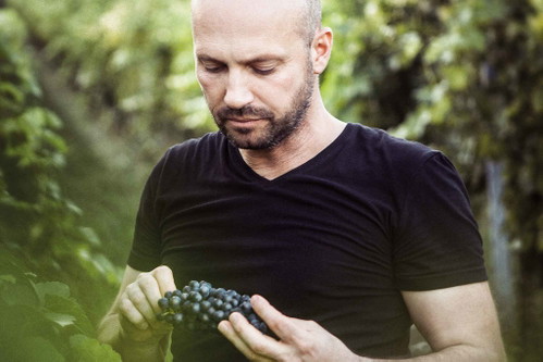 »Der Syrah hat sich bei mir sehr bewährt. Wo andere Sorten rasch zu Überreife neigen, zeigt der Syrah seine Stärken.« Thomas Schwarz, Purbach