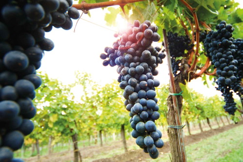 ...Ihr Syrah »Alte Reben« ist ein großes Zukunftsversprechen.