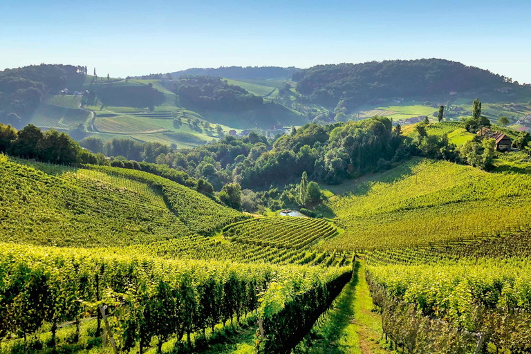 Hier ist der Sauvignon Blanc zu Hause