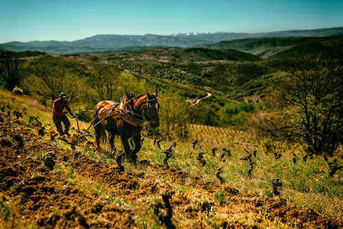 Die Region Ribera del Duero birgt große Geheimnisse – so gehört der Region eine grosse Menge an teils uralten Rebbeständen.