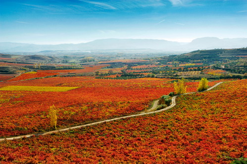 Castillo Ygay verkörpert Eleganz, Finesse und Reifepotenzial eines grossen klassischen Rioja.