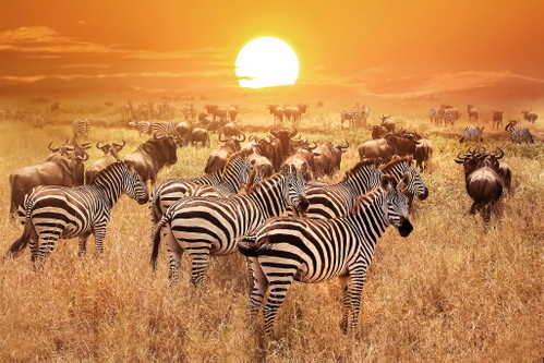 ...wie die Tierwelt Afrikas.