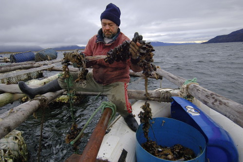 Miesmuscheln werden meist an langen Leinen gezüchtet, die von schwimmenden Plattformen ins Meer hängen.