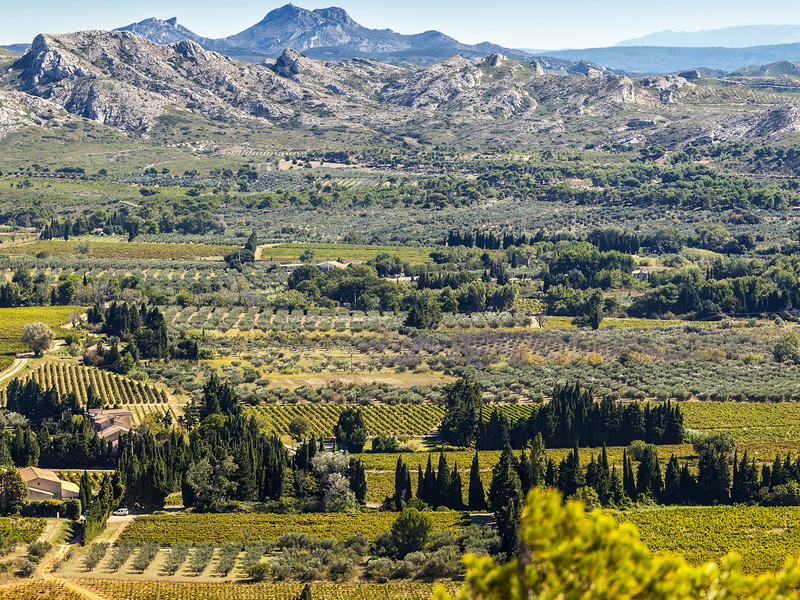 Der Weinbau hat in der Provence eine lange Tradition.