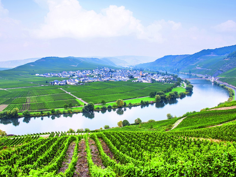 An der Mosel (im Bild: Schleife bei Trittenheim) steht naturgemäß der Riesling-Sekt hoch im Kurs.