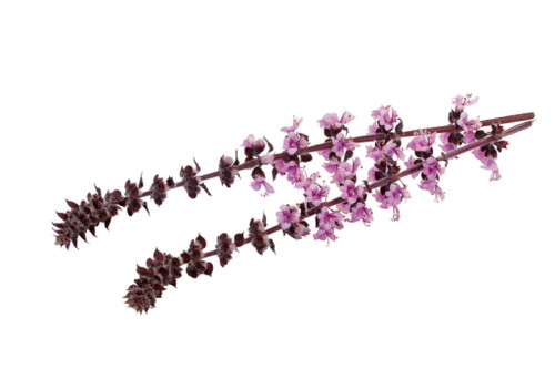 Die Zallotti Blossoms.