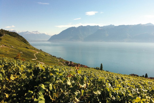 ..., um das Terroir seiner Rebberge einzufangen.