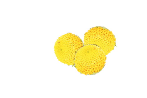 Der Sechuan Button.
